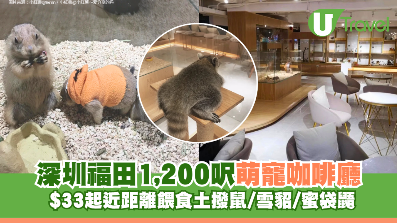 深圳福田1,200呎萌寵咖啡廳 $33起近距離餵食土撥鼠/雪貂/蜜袋鼯
