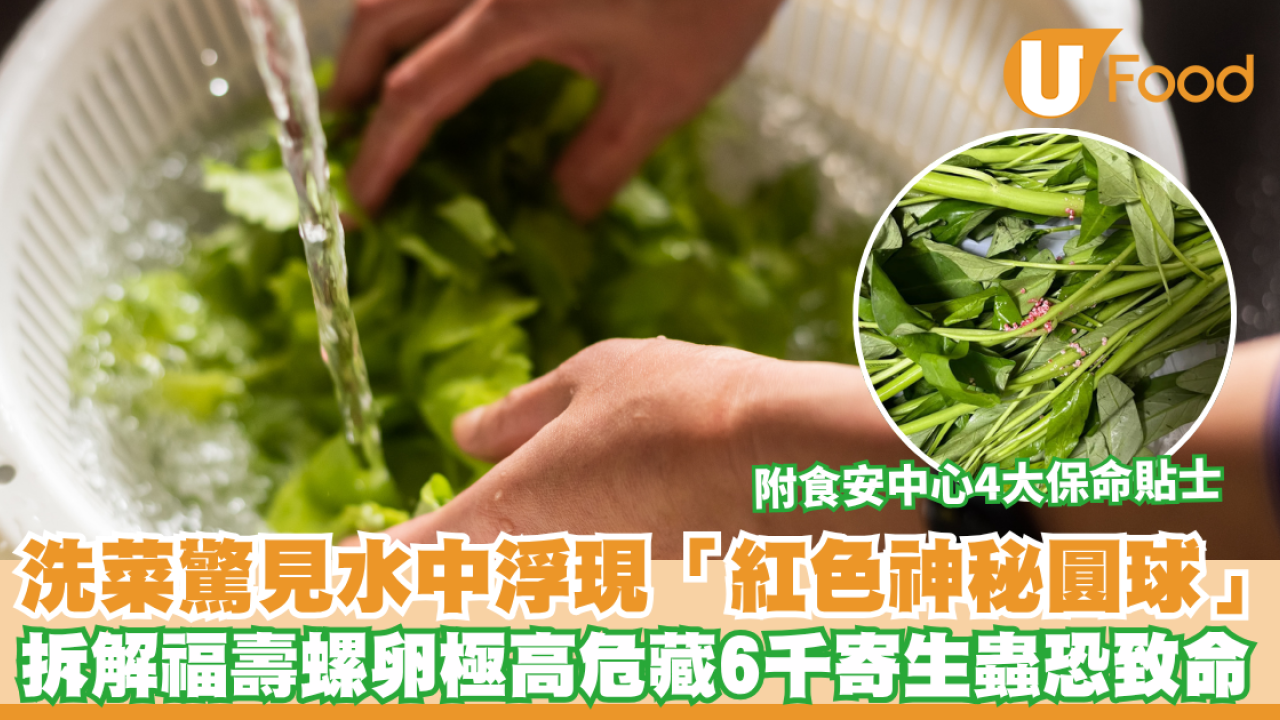 洗菜驚見水中浮現「紅色神秘圓球」！網民急警告：係福壽螺卵 恐藏6千條致命寄生蟲