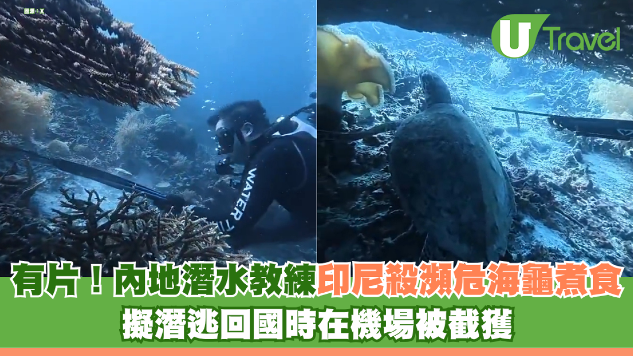 有片！內地潛水教練印尼殺極瀕危海龜煮食 擬潛逃回國時在機場被截獲
