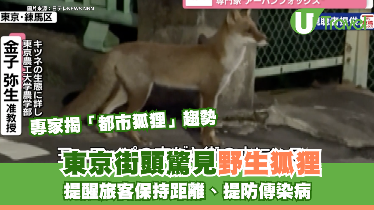 東京街頭驚見野生狐狸！專家揭「都市狐狸」趨勢 提醒旅客保持距離、提防傳染病