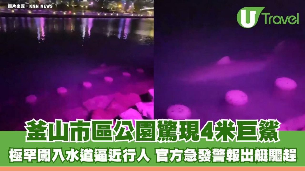 釜山市區公園驚現4米巨鯊！極罕闖入水道逼近行人 官方急發警報出艇驅趕