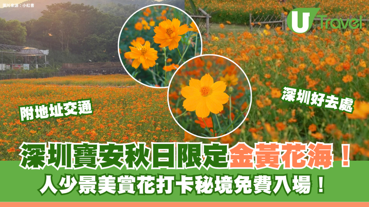 深圳寶安秋日限定金黃花海！人少景美賞花打卡秘境免費入場！附地址交通