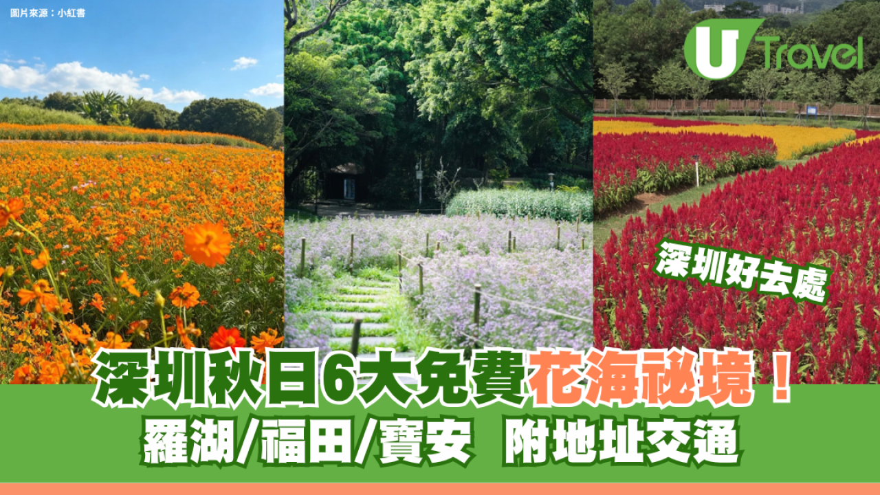 深圳秋日賞花好去處！羅湖/福田/寶安免費花海秘境6大推介！附地址交通