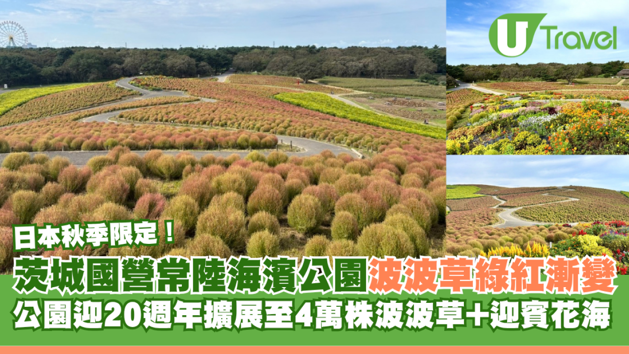 日本茨城秋季限定打卡好去處 國營常陸海濱公園波波草迎20週年綠紅漸變 + 4萬株迎賓花海