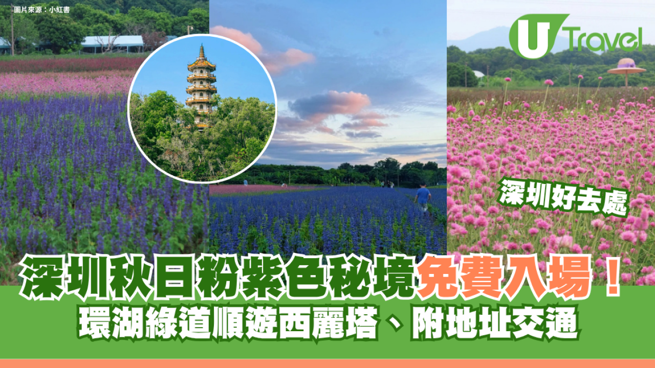 深圳秋日粉紫色秘境免費入場！環湖綠道順遊西麗塔、附地址交通