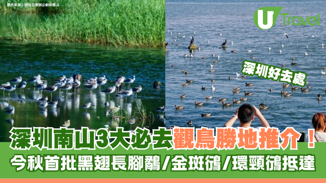 深圳南山觀鳥勝地3大必去推介！今秋首批黑翅長腳鷸/金斑鴴/環頸鴴抵達
