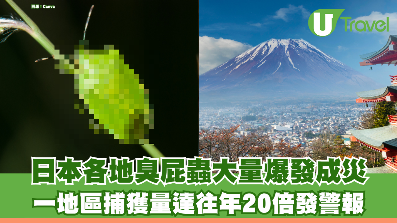 日本各地臭屁蟲大量爆發成災！部份地區捕獲量達往年20倍發警報 暖冬恐致蟲患時間延長