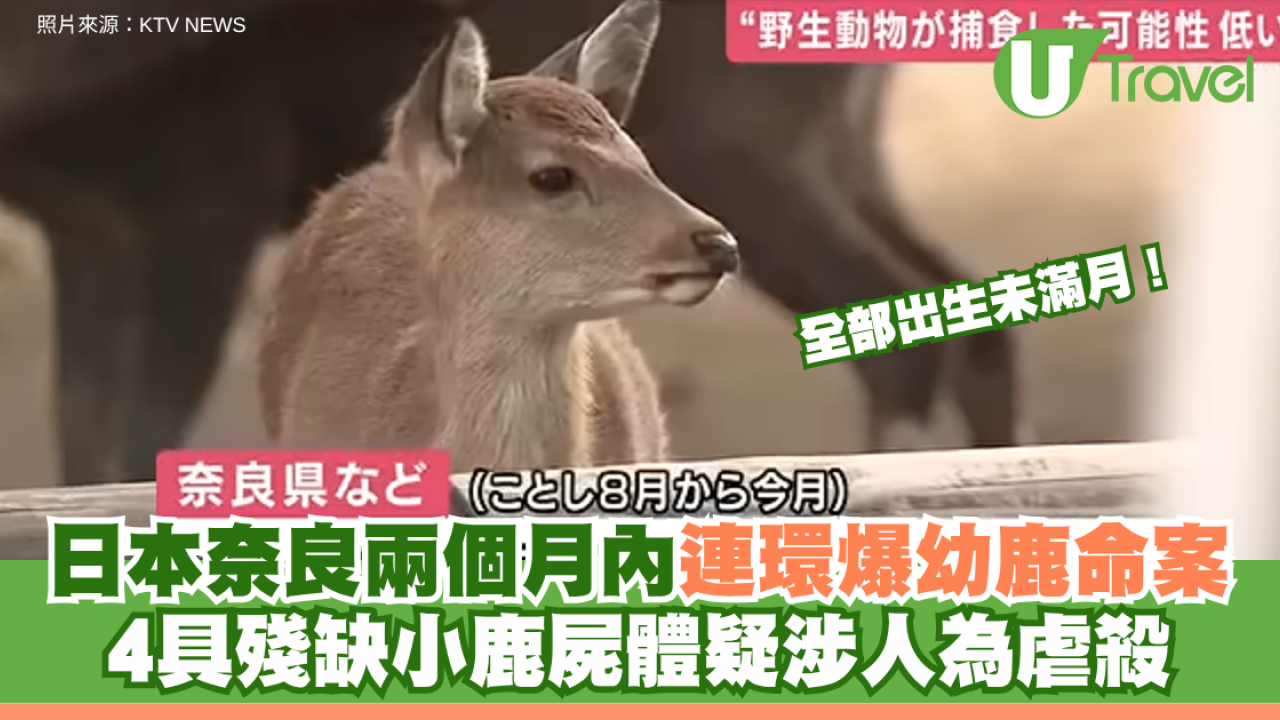 日本奈良兩個月內連環爆幼鹿命案 4具殘缺小鹿屍體疑涉人為虐殺 全部出生未滿一個月