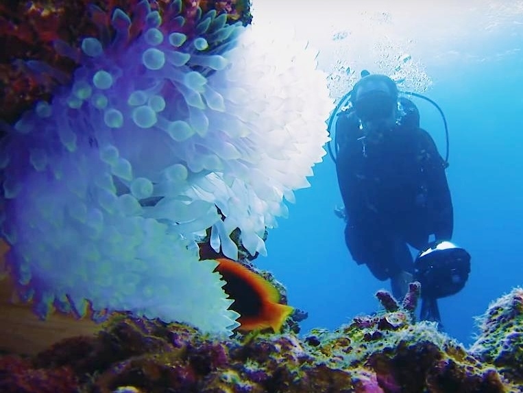 Google 街景玩潛水？360 度沖繩海底
