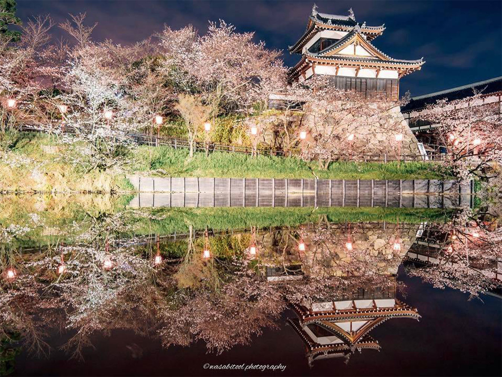 奈良粉紅櫻花倒影日與夜