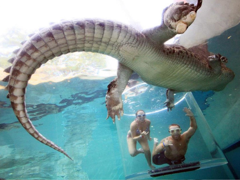 【超刺激】澳洲親親鱷魚體驗！只隔一塊玻璃？