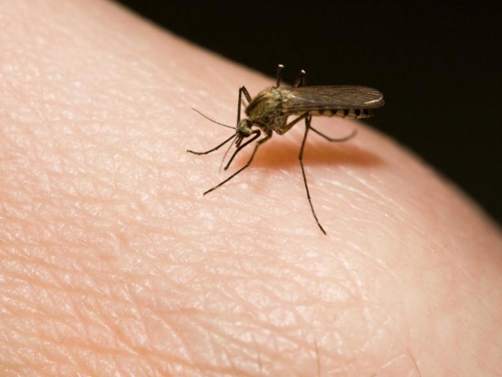 幫二千萬雄蚊絕育？解決蚊患全靠絕育蚊！
