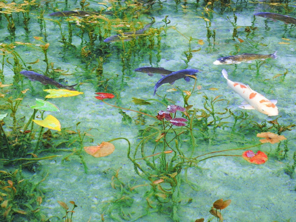 印象派池塘？日本岐阜莫內之池