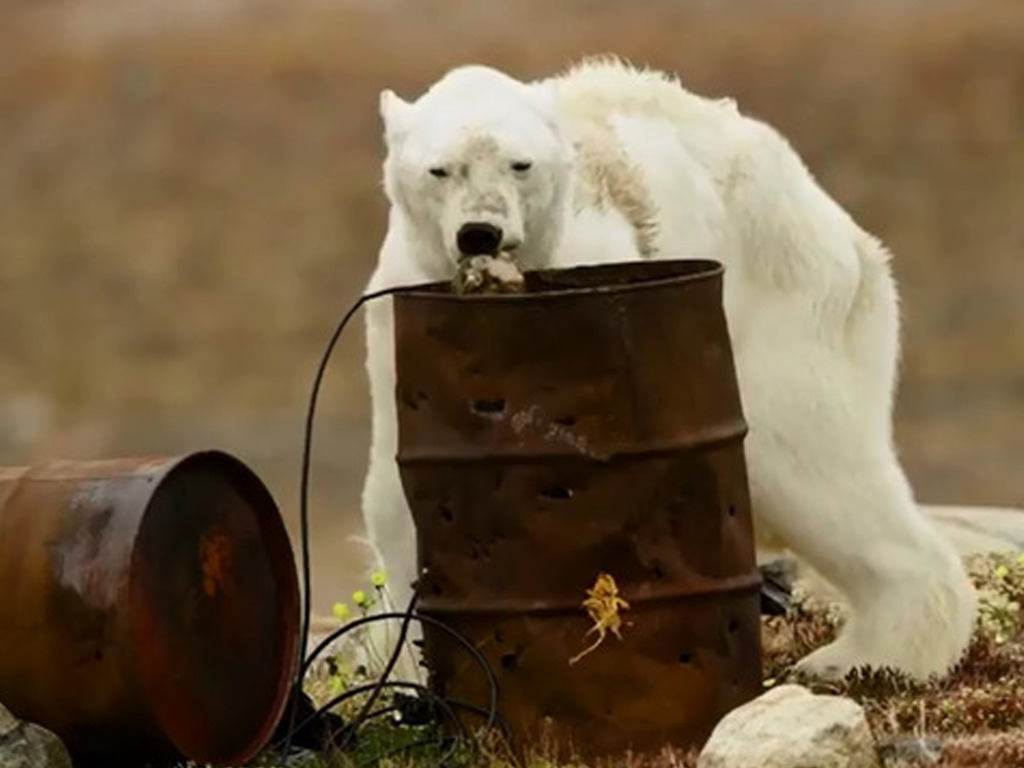 全球暖化北極熊餓到瀕死？瘦骨嶙峋北極熊片段爆光