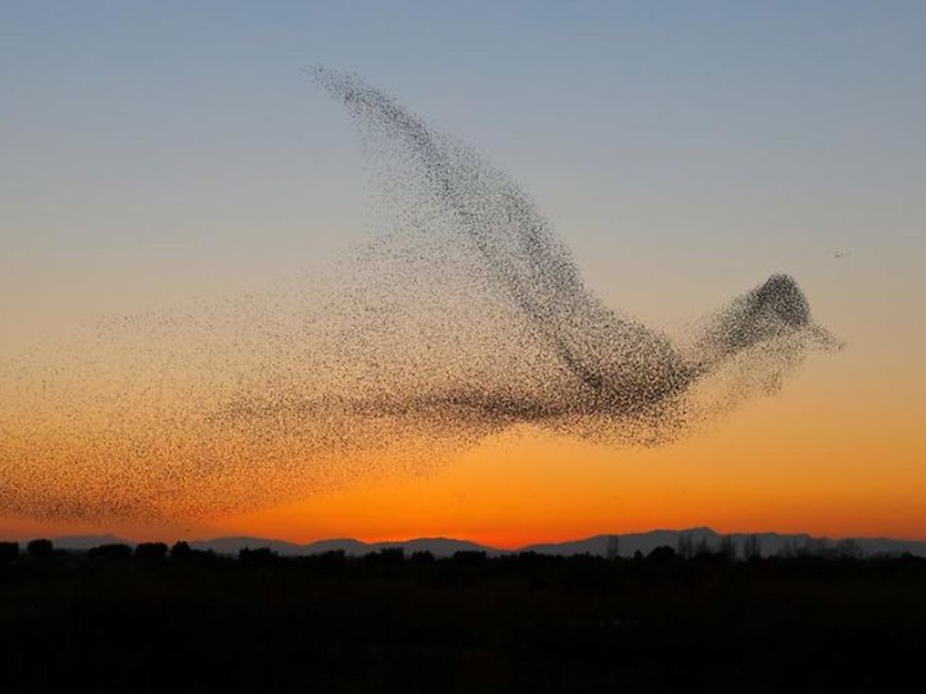 空中巨鳥？攝影師無意間贏了國際獎項