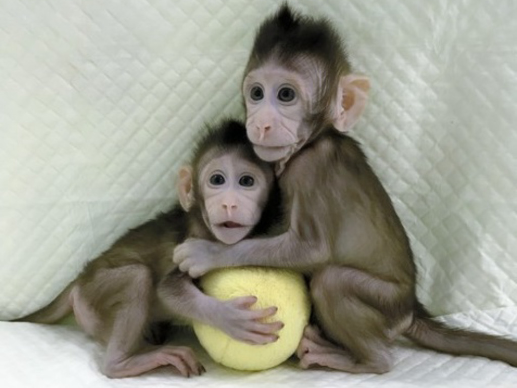 中國成功培育出體細胞複製猴！網民：下一步是複製人？