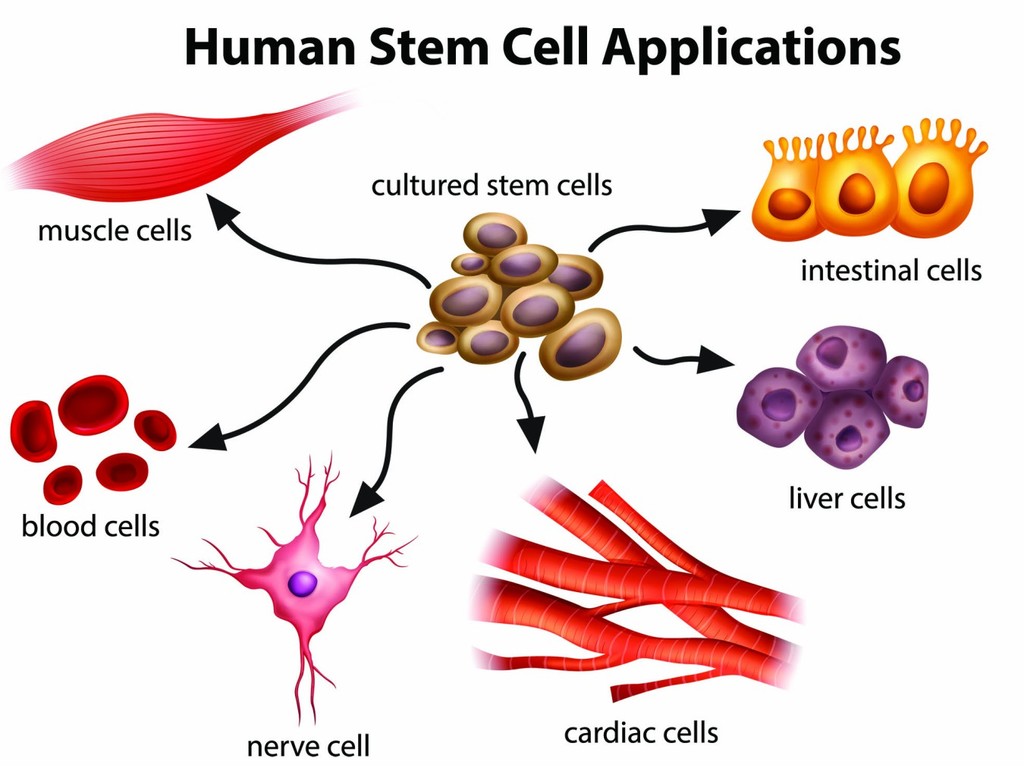 科研證實人體過半數細胞不屬於人類！僅 43％ 跟人類有關