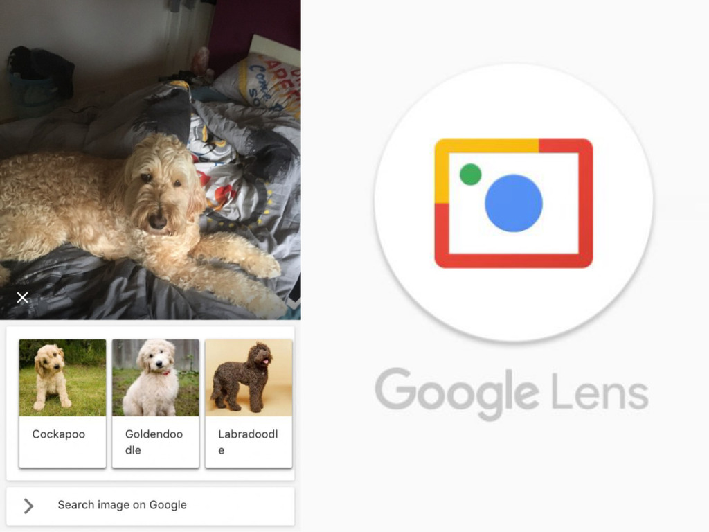 Google Lens 睇相辨識寵物品種！一鍵編輯「毛孩影片」