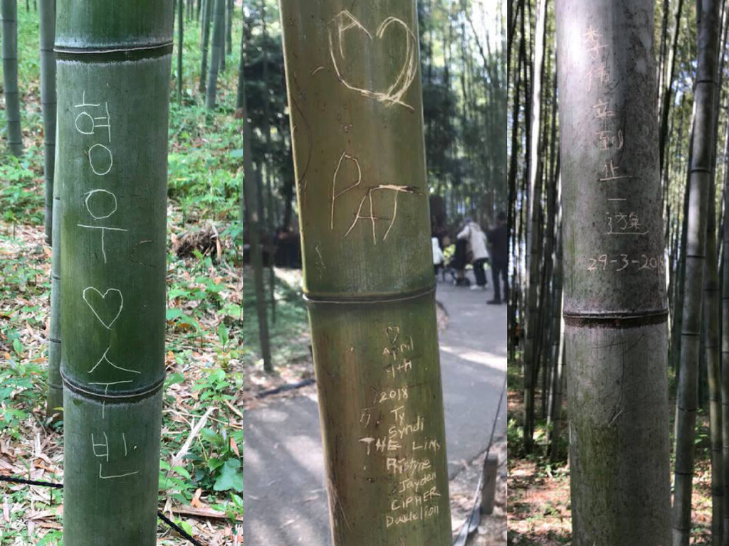 日本嵐山竹被遊客刻「到此一遊」！當地人呼籲遊客愛護竹林