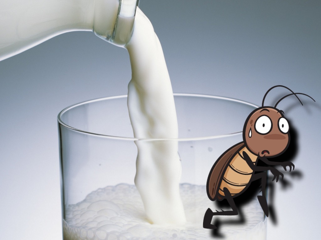 「小強奶」比牛奶營養高 4 倍！蟑螂有機會成新超級食品