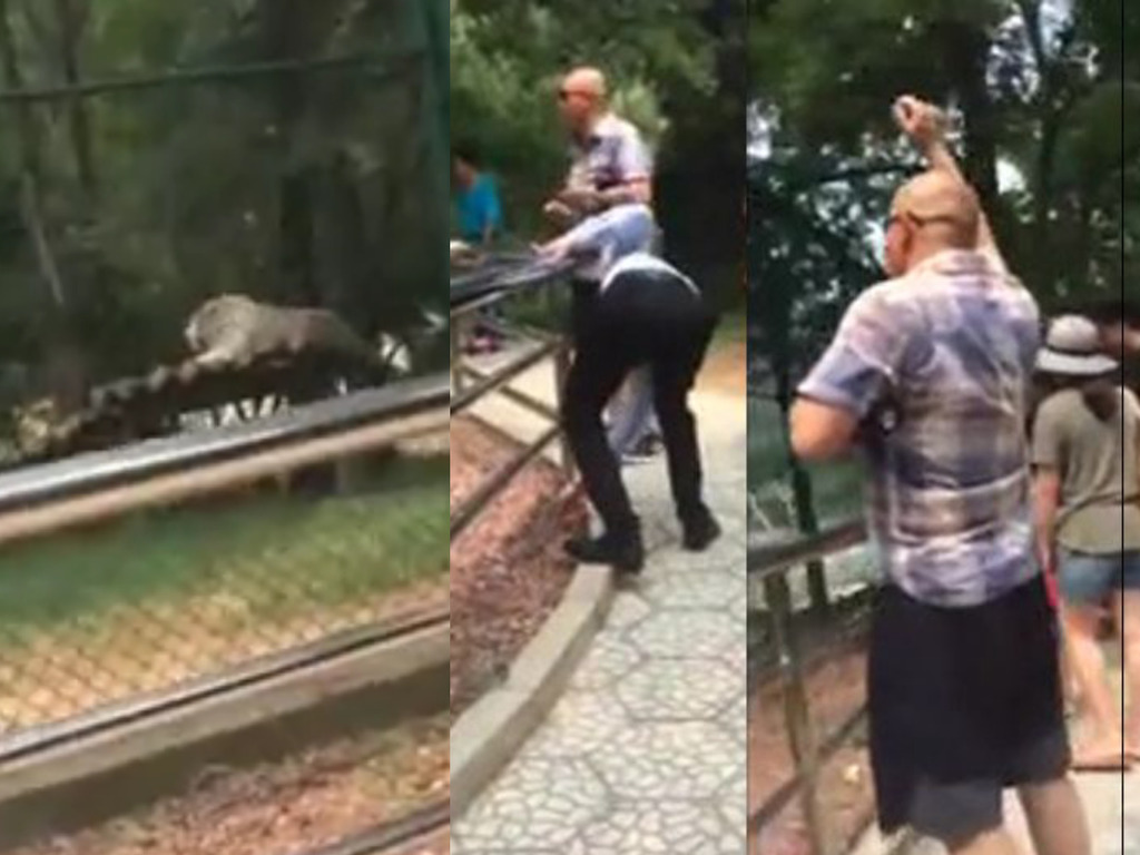 動物園遊客用石頭掟老虎只為「讓牠動」！網民：爬入圍欄肯定郁