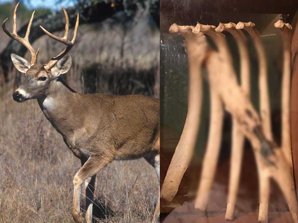 野生鹿肋骨被鐵箭貫穿　傷口癒合後竟形成金屬骨骼！