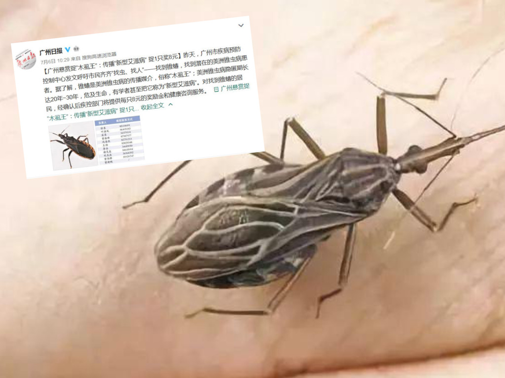「木蝨王」可傳染「新型愛滋病」？廣州全城捉一隻獎 $8！