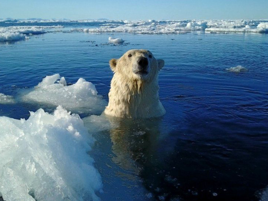 郵輪船員登北極「自衛」殺北極熊！網民：最恐怖是人類