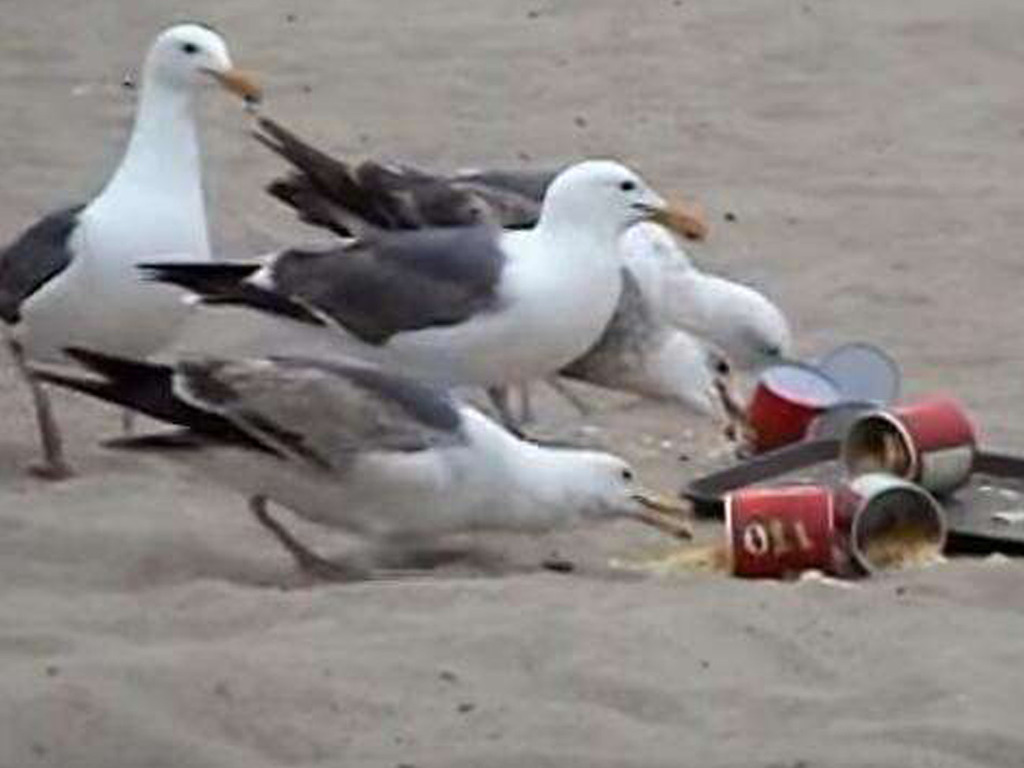 【有片】頑童在餵海鷗的食物中下瀉藥 成就漫天雨糞「賀」遊客