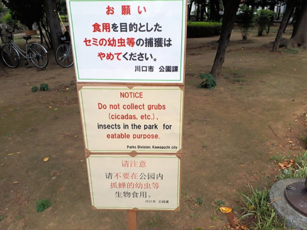 日本公園中英文警告「請勿抓幼蟬食用」！當地居民：很好奇誰會吃