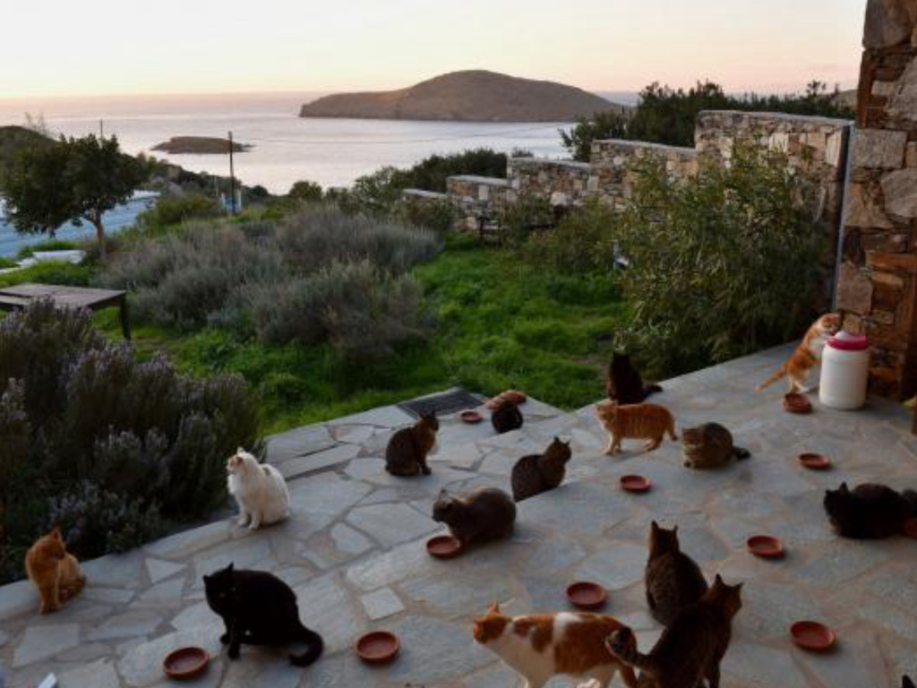 希臘筍工貓奴摯愛！免費住愛琴海大屋養 55 隻貓