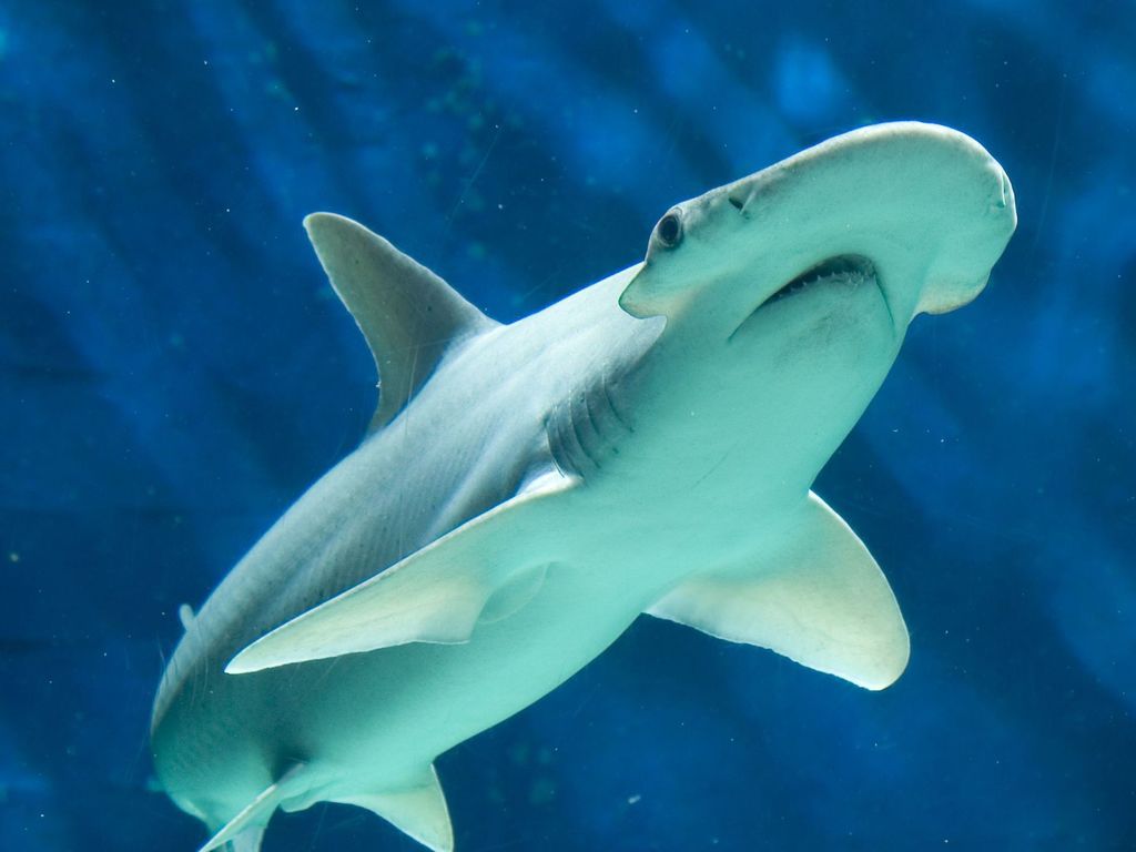 鯊魚也食素！科學家發現能消化海草的鯊魚品種