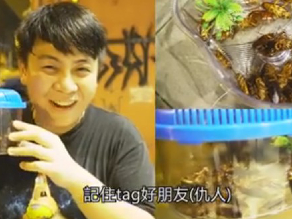 【睇片】Youtuber 觀塘殺蟑螂 網民：幾時拍食曱甴