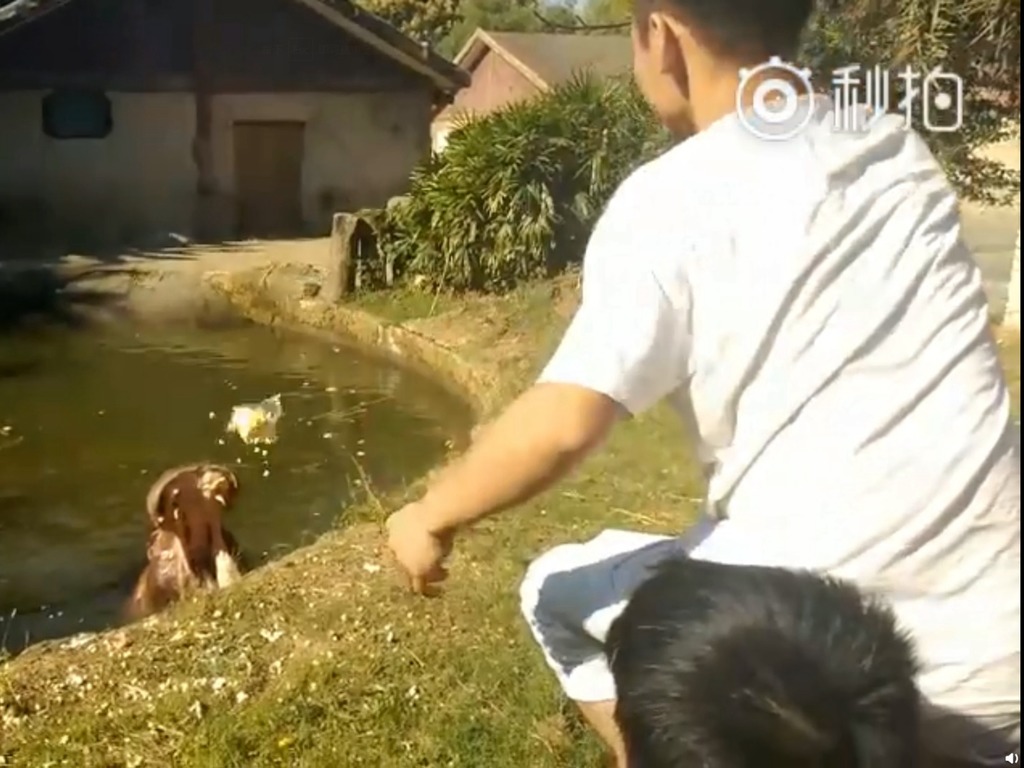 中國遊客餵河馬食膠袋 圍觀者不阻反大笑