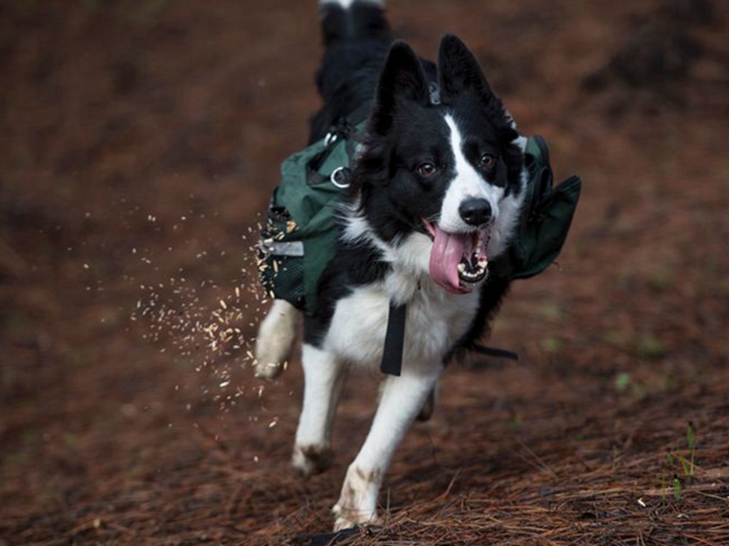3 隻牧羊犬日跑 30 公里灑種子！47 萬公頃焚毀森林長出嫩芽