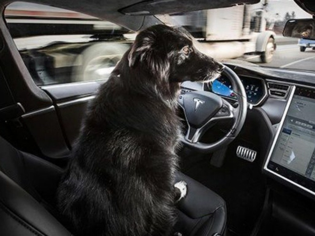 Tesla Model 3 新車將設「狗狗模式」 回應網民訴求？