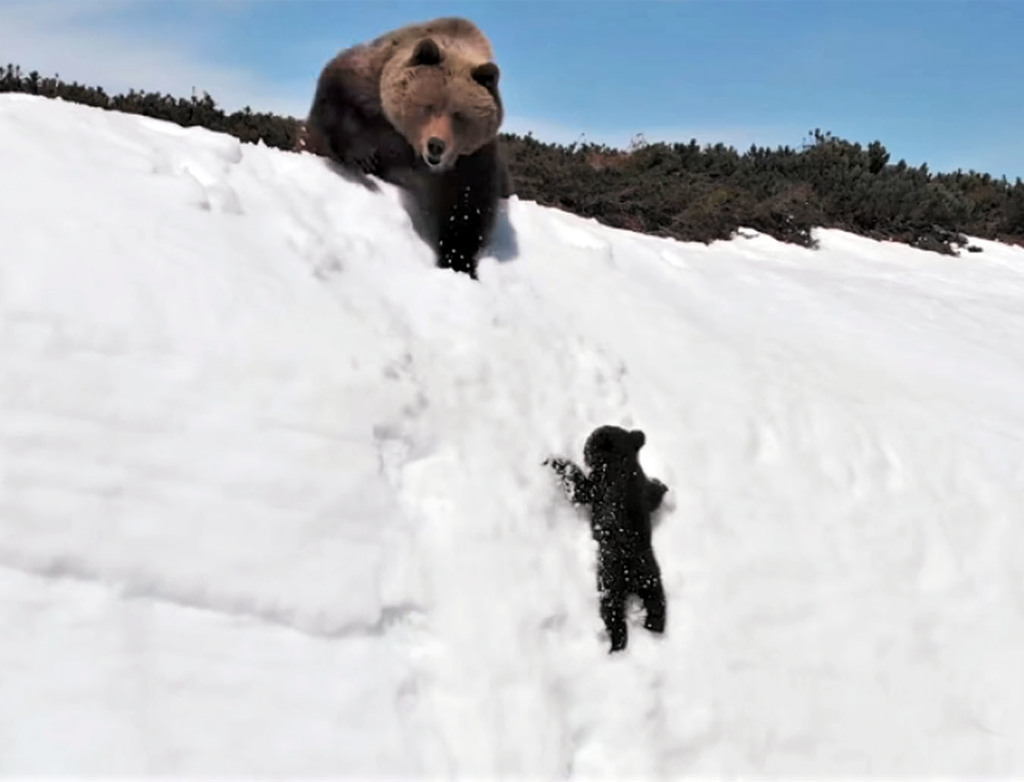 小熊爬雪山熱傳影片  無人機是幕後黑手
