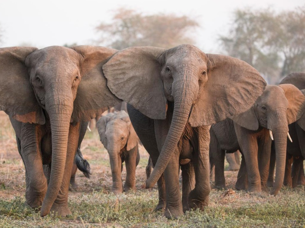 野生象進化成「無牙象」避獵殺？近半莫桑比克母象出世無牙
