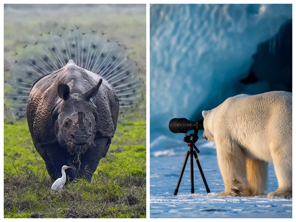 搞笑野生動物攝影比賽 2018  捕捉動物爆笑一面【多圖】