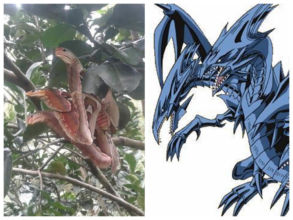 樹上驚見「三頭蛇」謎之生物！網友問：是青眼究極龍嗎？