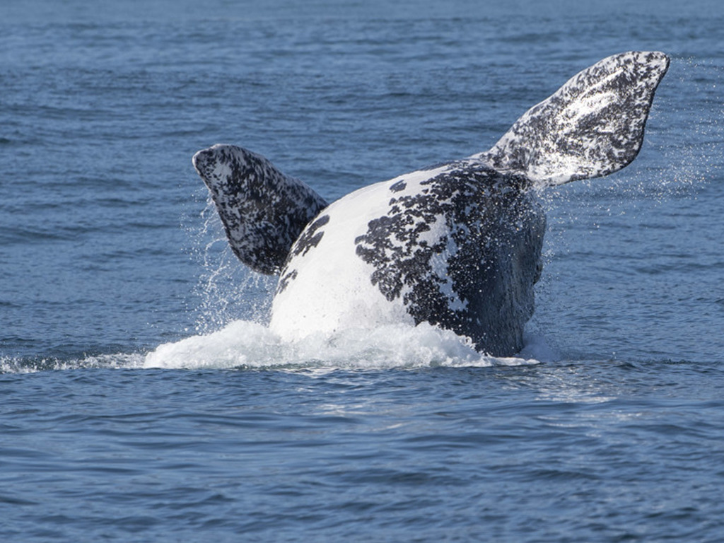 【日本捕鯨】擬元旦前退出國際捕鯨委員會 重啟商業捕鯨