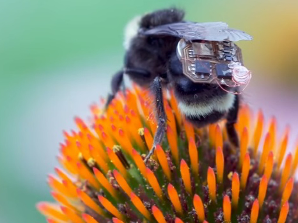 小蜜蜂孭背囊變「間諜」偵察機？回巢就可無線充電