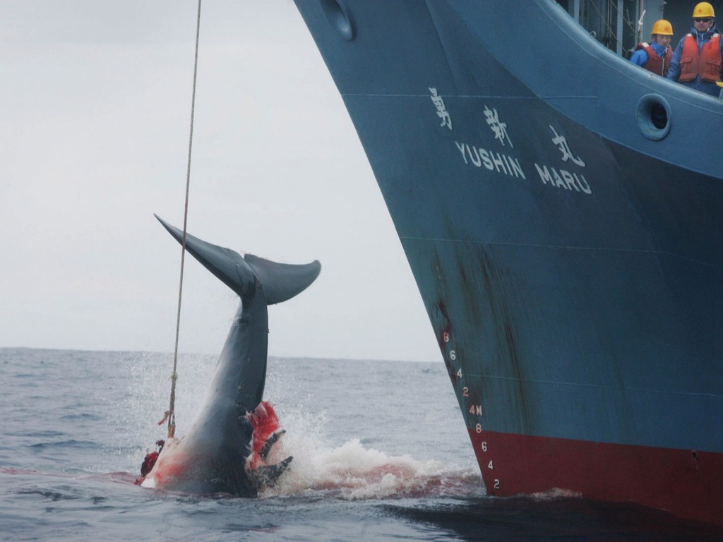 日本退出國際捕鯨委員會 明年恢復商業捕鯨