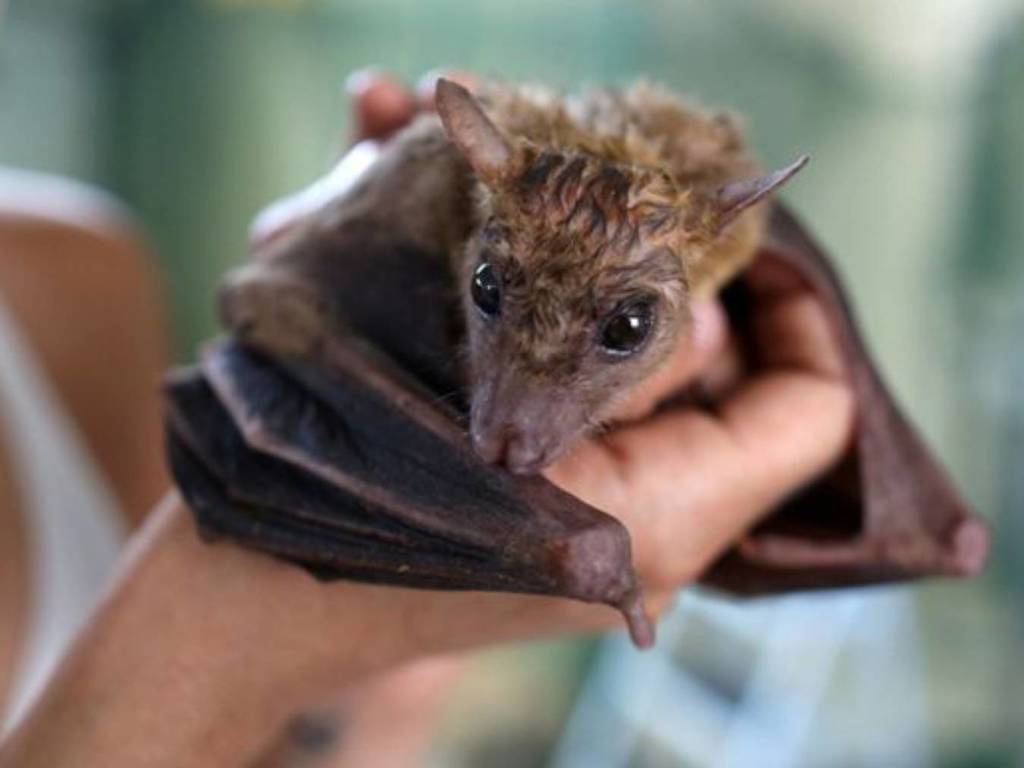 中國蝙蝠帶「新伊波拉病毒」可傳人！感染會致命性出血
