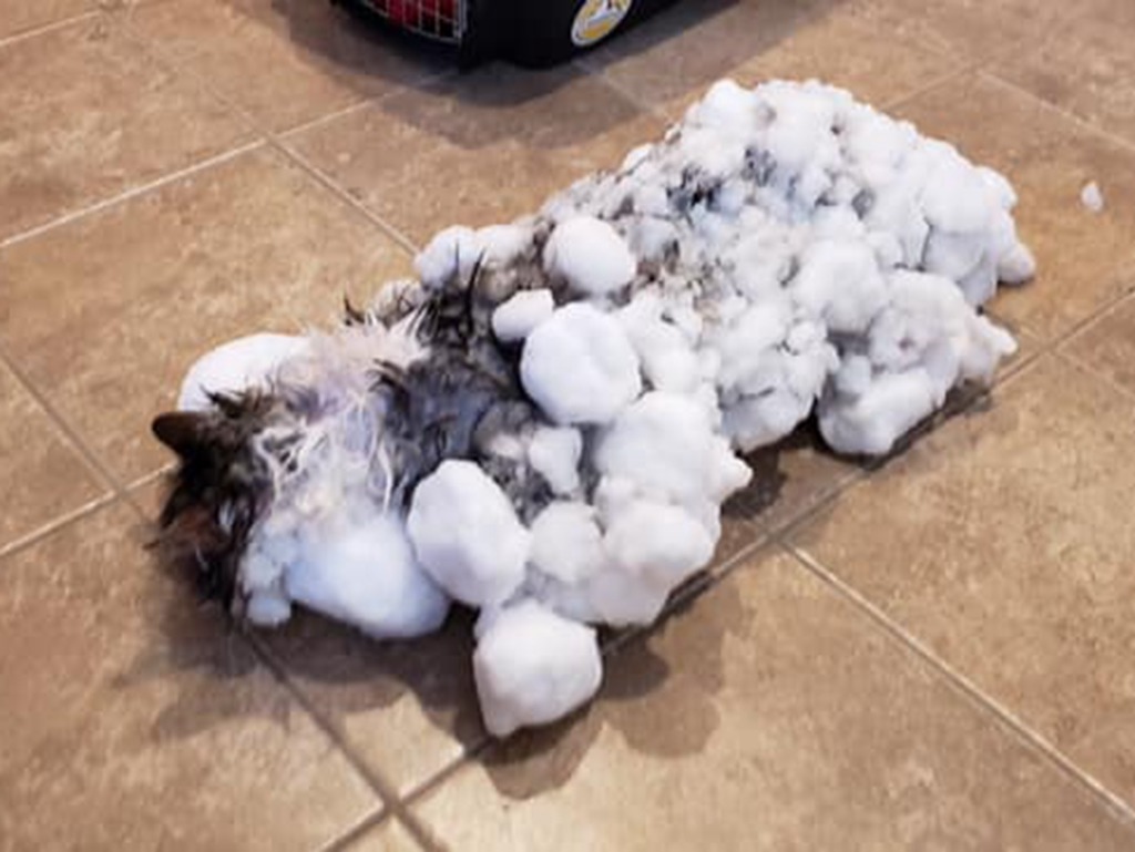 美國貓雪中被困 全身結冰奇蹟生還