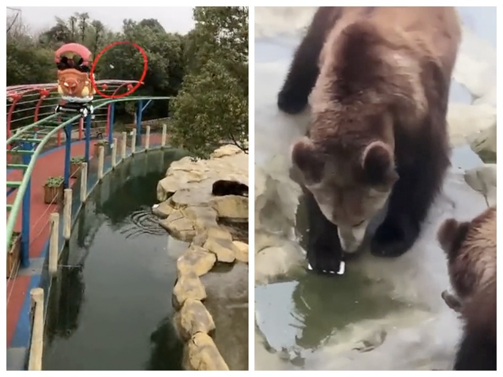 遊動物園自備蘋果餵棕熊 遊客不小心丟出 iPhone