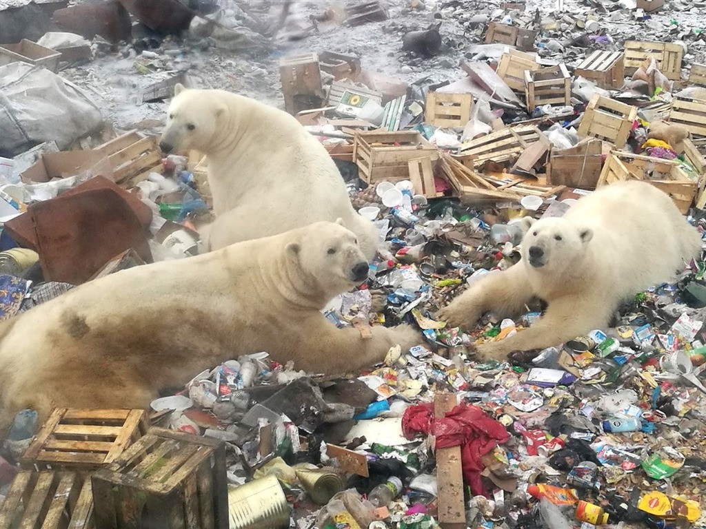 俄羅斯逾 50 隻北極熊被迫上岸「搵食」 全球暖化致生態改變