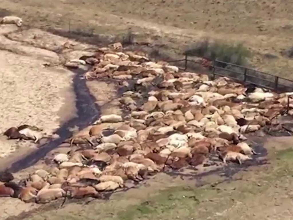 旱災後再遇暴雨！昆士蘭 50 萬頭牛挨過旱災卻死於暴雨下