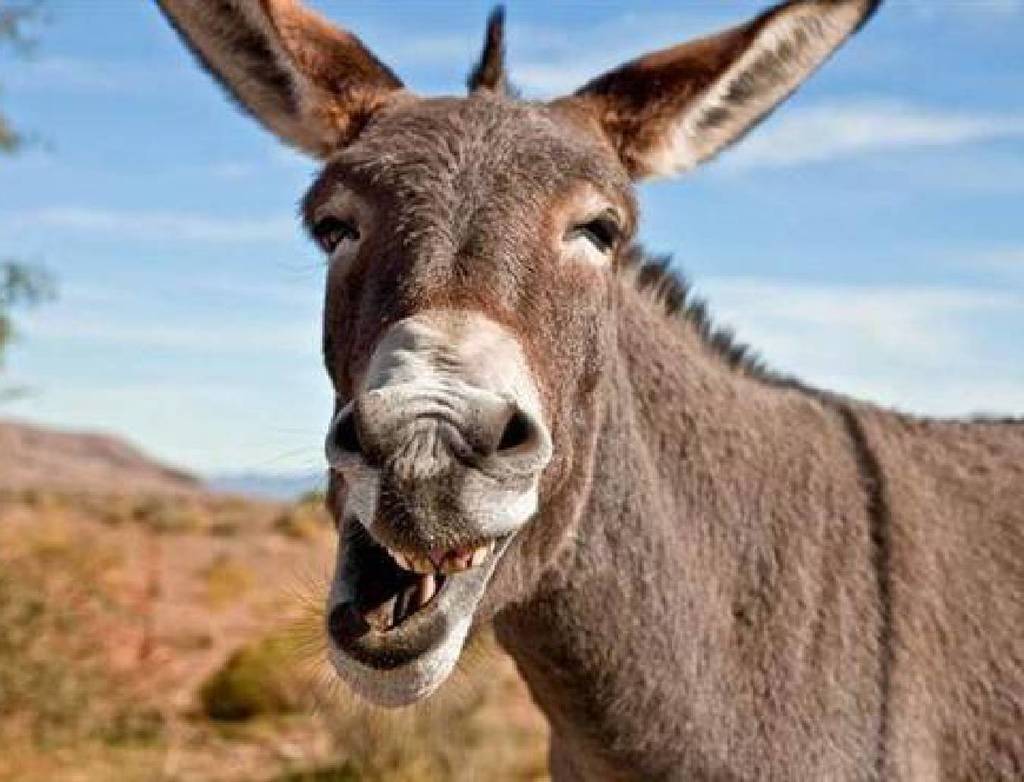 宮鬥劇捧紅「阿膠」禍及巴西驢！千隻驢仔被活活餓死進口中國