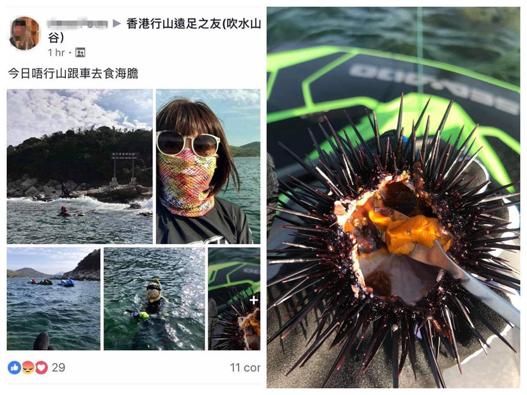 香港海岸公園喪捕海膽！大媽涉違法揚言「有排食」